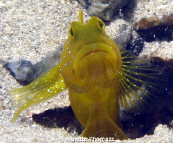 Goby look out. Taken with a canon G9, location Salang Tio... by Annette Thomasz 